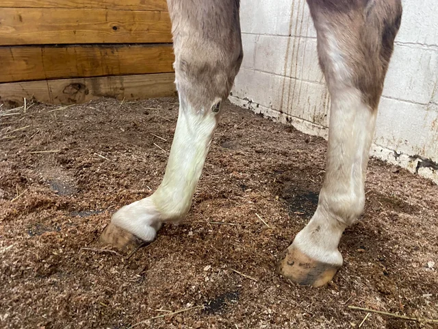 <p>Hyperextension of the fetlock and heel drop.</p>