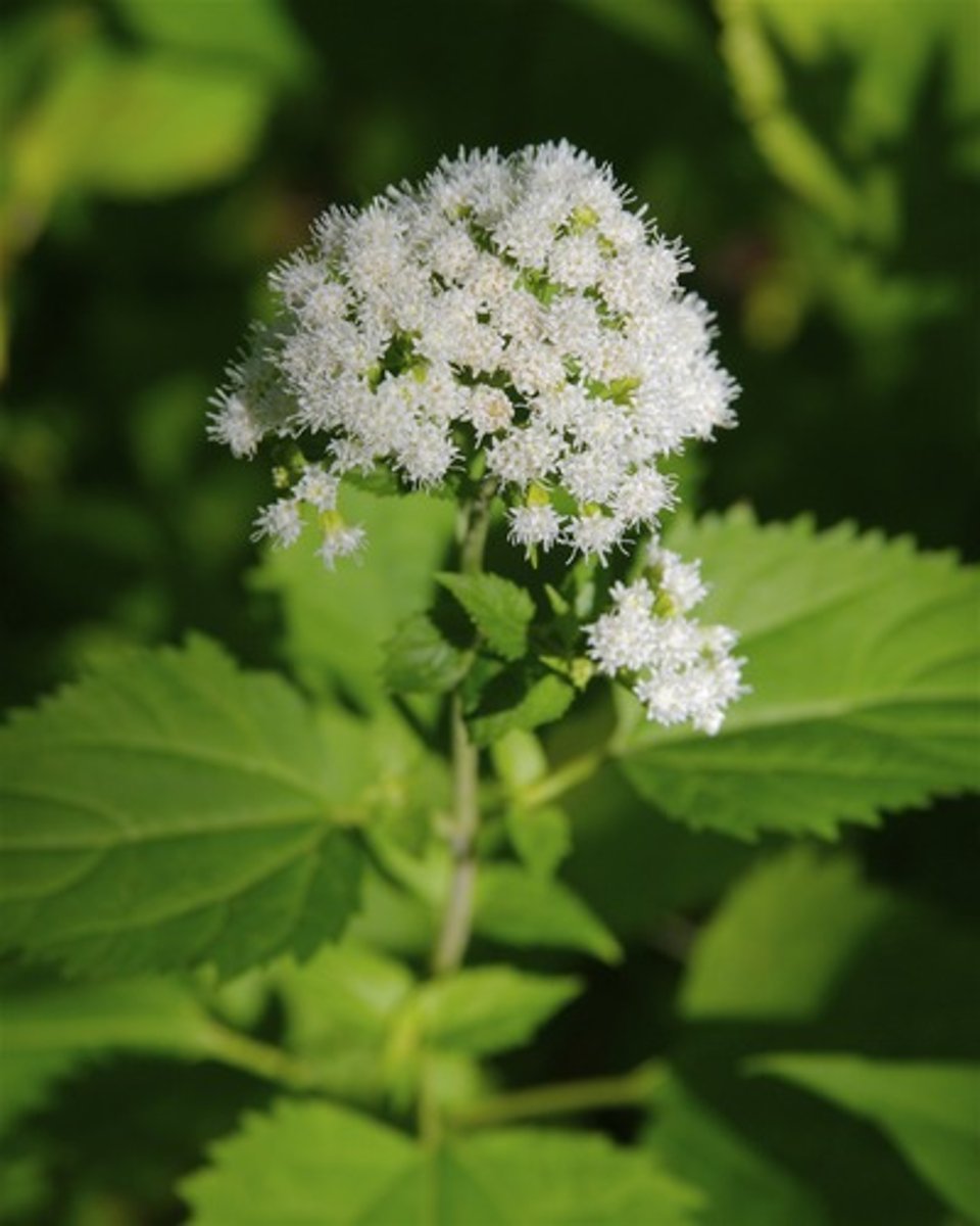 <p>cyt P450 disrupts cellular energy</p><p>acetone breath, weakness, sweaty, tremors</p>