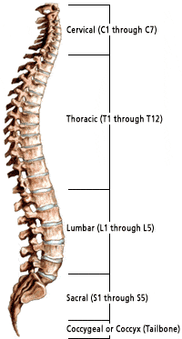 <p>Cervical: 1-7</p><p>Thoracic: 1-12</p><p>Lumbar: 1-5</p><p>Sacral: 1-5 (5th fused)</p><p>Coccyx: 1-4 (4th fused)</p><p>Total: 33</p>