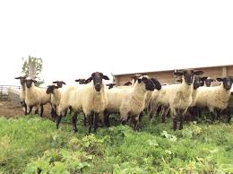 <p>Small herds, less land, more input &amp; care (attend to animal everyday)</p>