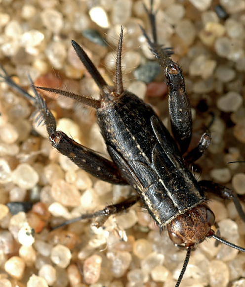 <p>paired sensory appendages on the posterior abdomen</p><p>cilla detect predator air currents from behind, or act as pinchers or for reproductive purposes (clasping ex)\</p><p>not in all species</p>