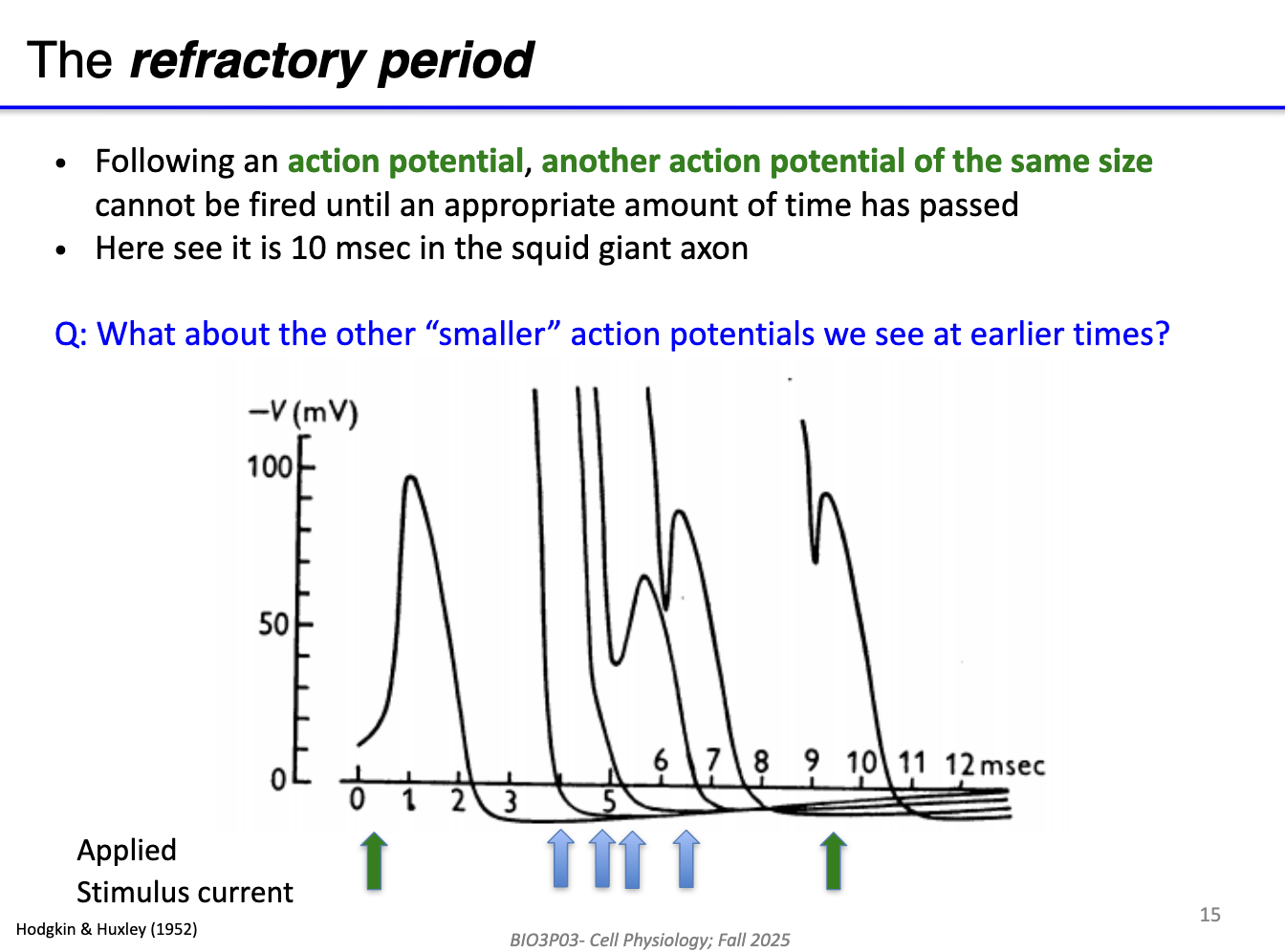 <ul><li><p><strong>Refractory period:&nbsp;</strong>Right after an AP, a second AP <strong>cannot</strong> of the <strong>same size </strong>occur, no matter how strong the stimulus.</p><ul><li><p>Lasts for a short recovery time (~<strong>10 ms</strong> in squid axons).</p></li></ul></li></ul><ul><li><p><strong>Reason:&nbsp;</strong>Voltage-gated <strong>Na⁺ channels</strong> are inactivated and cannot reopen immediately.</p></li><li><p><strong>Partial or “early” APs:&nbsp;</strong>During recovery, small or incomplete APs may appear.</p><ul><li><p>These are due to some Na⁺ channels starting to recover from inactivation, but not enough to generate a full AP.</p></li></ul></li></ul><p></p>