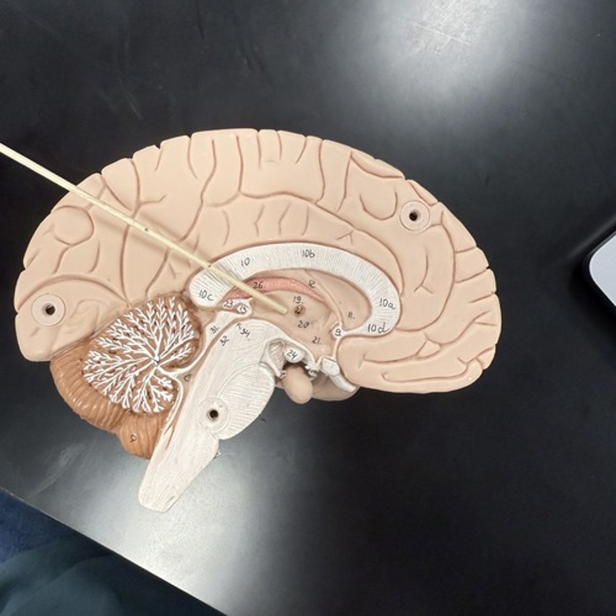 <p>What is this structure?</p>