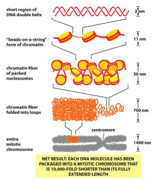 <p>Each DNA molecule has been packaged into a Mitotic chromosome that is 10,000-fold shorter than its fully extended length</p><p></p><ul><li><p>Fully condense at Meta-phase of cell cycle</p></li></ul>