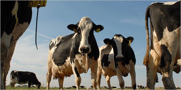 <p>Lactose intolerance</p>