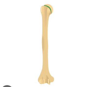 <p>name this bone or bone marking</p>