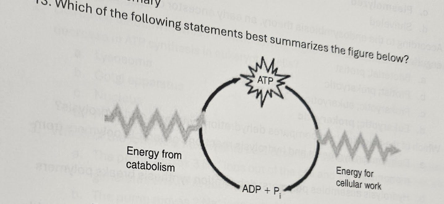 <p><span><span>a.</span></span><span style="font-family: &quot;Times New Roman&quot;; line-height: normal; font-size: 7pt;"><span>&nbsp;&nbsp;&nbsp;&nbsp;&nbsp; </span></span>Energy from catabolism can be used directly for performing cellular work</p><p class="MsoListParagraphCxSpMiddle"><span><span>b.</span></span><span style="font-family: &quot;Times New Roman&quot;; line-height: normal; font-size: 7pt;"><span>&nbsp;&nbsp;&nbsp;&nbsp;&nbsp; </span></span>ADP and P<sub>i</sub> are molecules are molecules thar store energy for catabolism</p><p class="MsoListParagraphCxSpMiddle"><span><span>c.</span></span><span style="font-family: &quot;Times New Roman&quot;; line-height: normal; font-size: 7pt;"><span>&nbsp;&nbsp;&nbsp;&nbsp;&nbsp; </span></span>ATP is a molecule that stores energy for cellular work</p><p class="MsoListParagraphCxSpLast"><span><span>d.</span></span><span style="font-family: &quot;Times New Roman&quot;; line-height: normal; font-size: 7pt;"><span>&nbsp;&nbsp;&nbsp;&nbsp;&nbsp; </span></span>ADP has more energy than ATP</p>