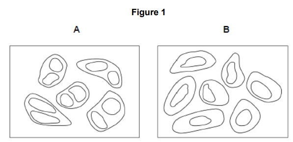 <p>Scientists investigated a drug called MiTMAB as a treatment for cancer. MiTMAB inhibits cytokinesis. </p><p>Figure 1 shows drawings of cancer cells seen with an optical microscope from a:</p><p> • sample treated with MiTMAB </p><p>• control sample.</p><p>The cells in drawing A can be identified as those treated with MiTMAB. Explain why. (2) </p>