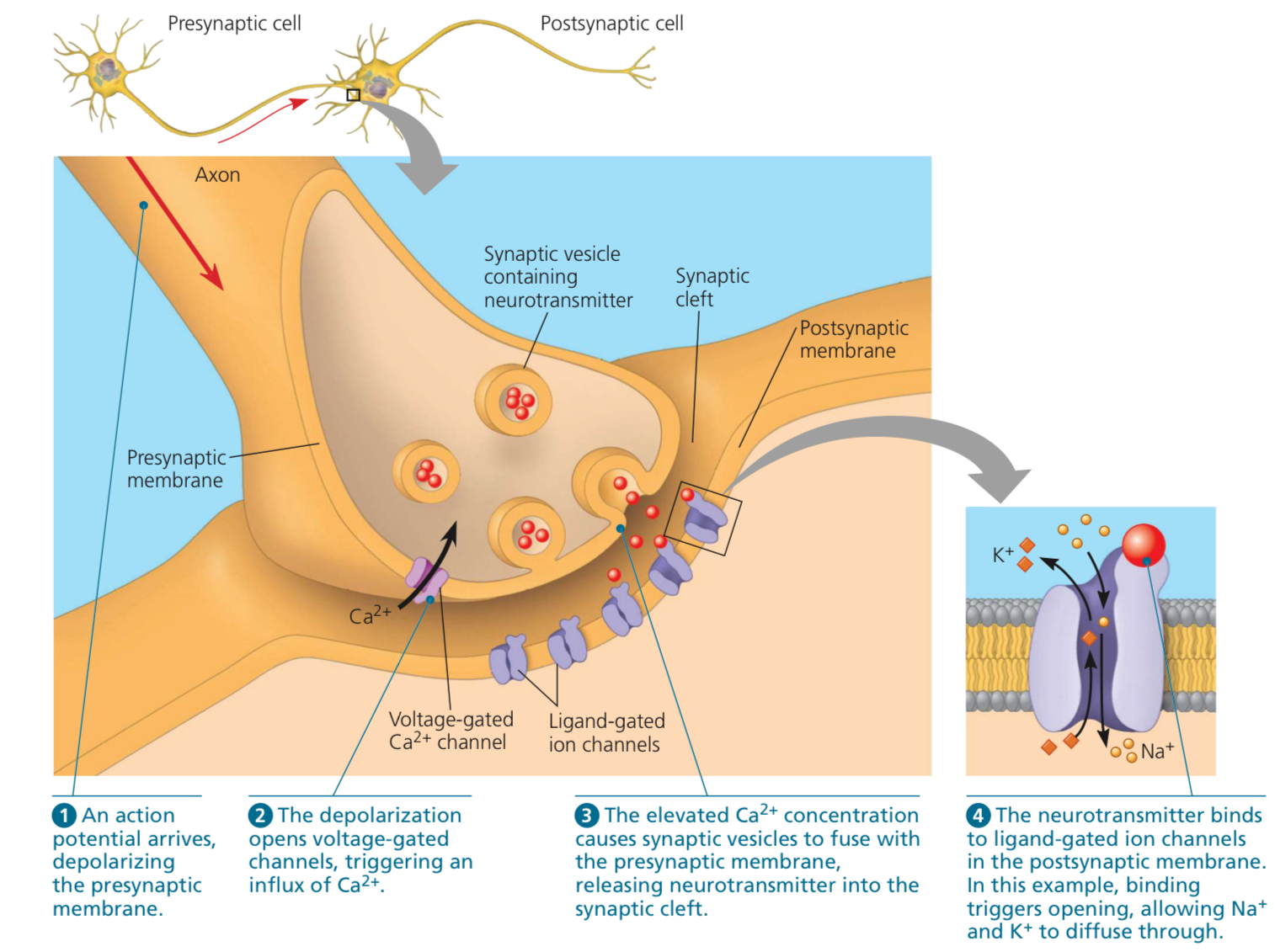 <ol><li><p>Action potential depolarizes presynaptic cell’s membrane.</p></li><li><p>Depolarization opens voltage-gated channels, triggering influx of Ca<sup>2+</sup> ions.</p></li><li><p>The Ca<sup>2+</sup> concentration increase causes synaptic vesicles to fuse with presynaptic membrane, releasing NTs into synaptic cleft.</p></li><li><p>NT binds to ligand-gated ion channels in post-synaptic membrane.</p></li></ol>