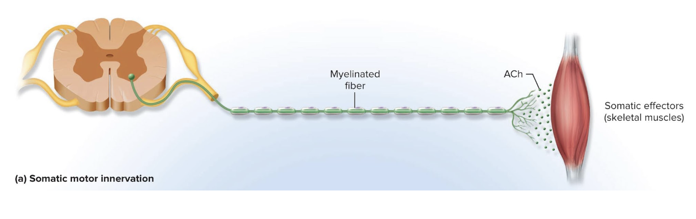 <p>A motor neuron from the brainstem or spinal cord issues a myelinated axon that reaches all the way to skeletal muscle</p>