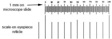 <p>Range of sizes of objects detectable using microscopes.</p>