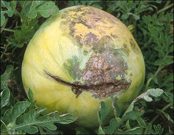 <p>Bacterial fruit blotch</p>