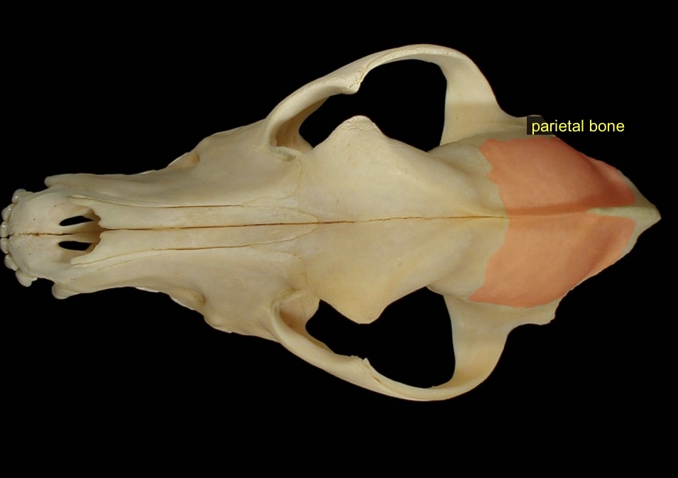 <p>2 bones that surround the brain</p>