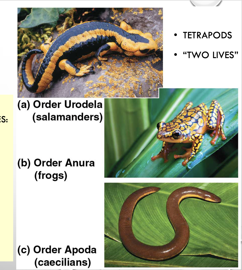 <p>amphibians</p>