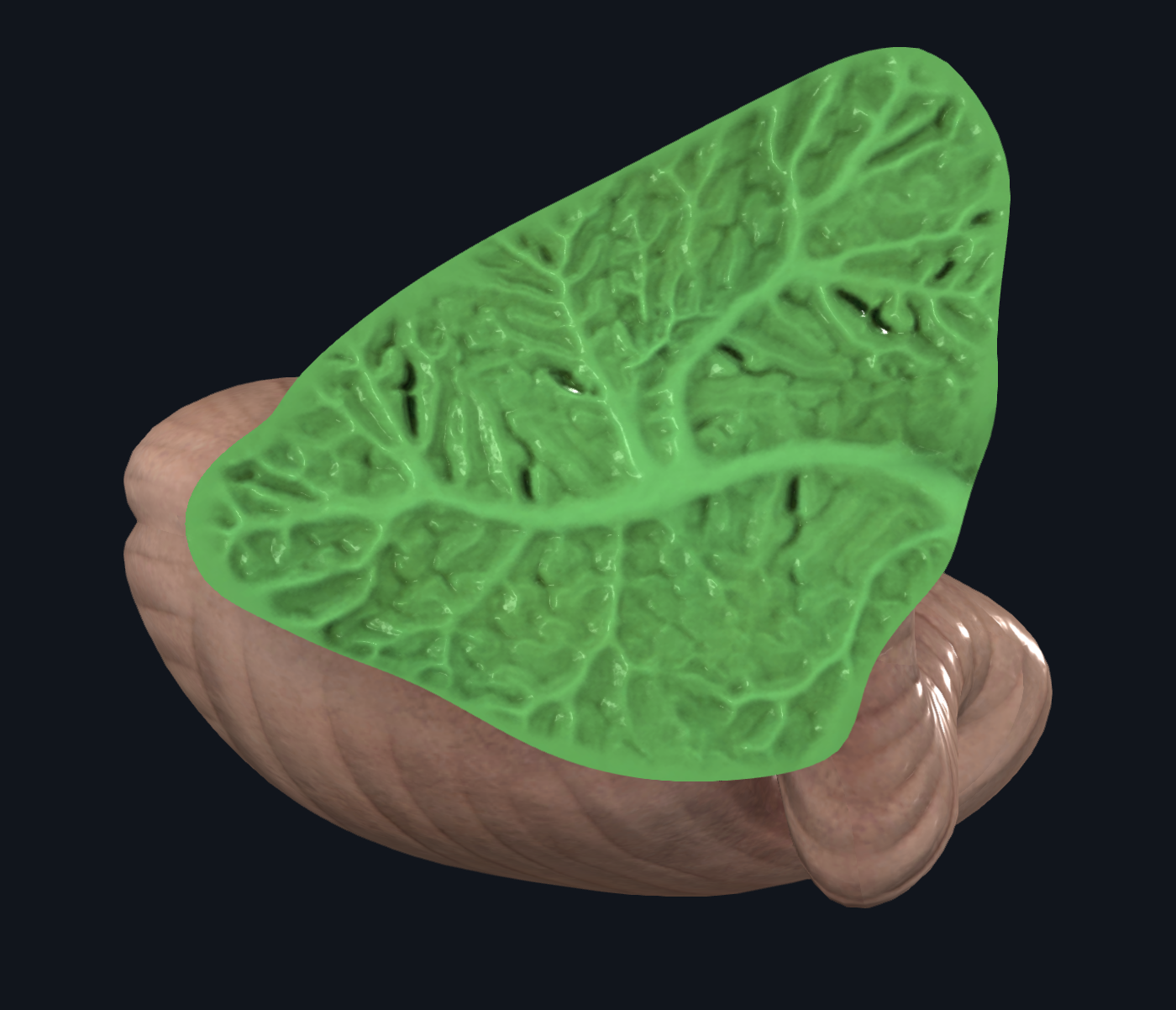 <p>Dibujo ramificado que forma la sustancia blanca del cerebelo al cortarlo sagitalmente. </p>