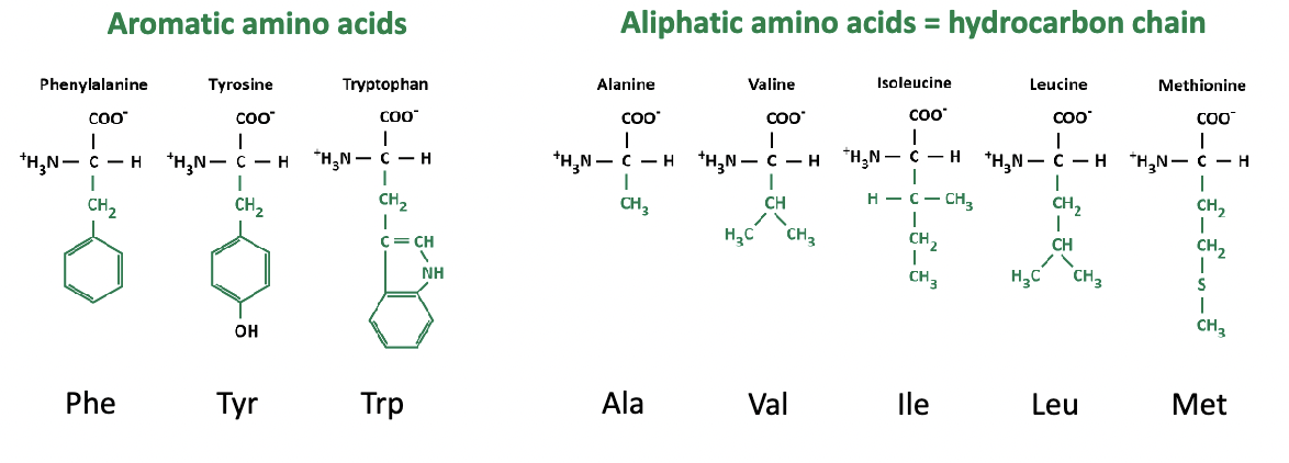 * a hydrophilic molecule or portion of a molecule is one that is typically charged and capable of hydrogen bonding (on the outside of the protein)
* charged (ionized) at pH 7.0 physiologically)
  * molecules with an -OH at one end (O-)
  * molecules with an -NH2 at one and (NH3+)
* tend to be on the surface of the proteins
* make proteins soluble in aqueous solutions
