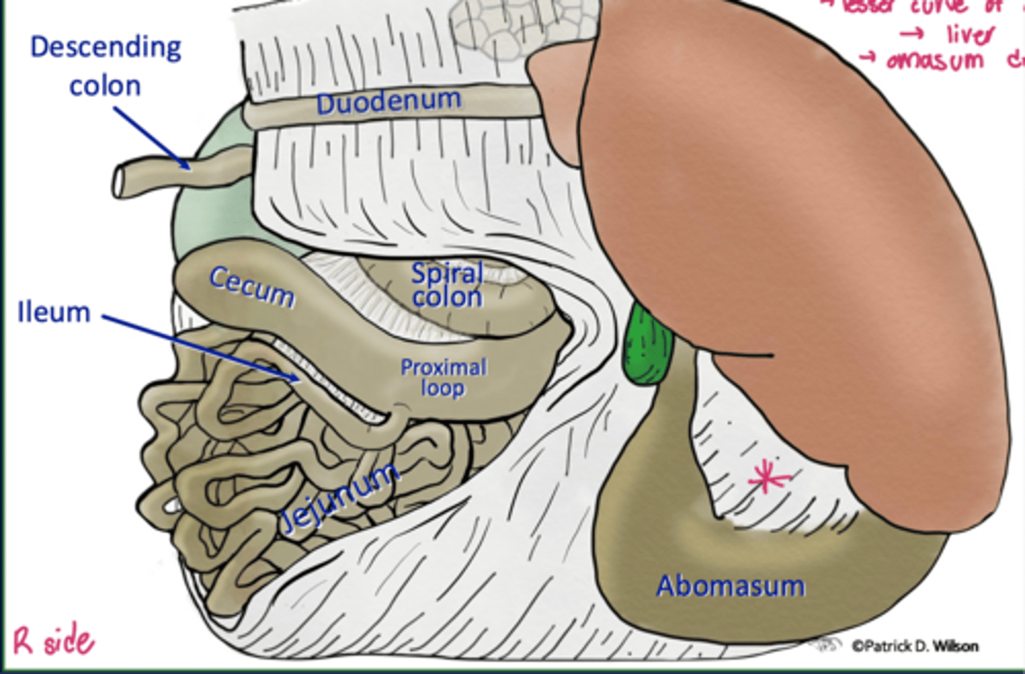 <p>what does the small star in this image represent</p>