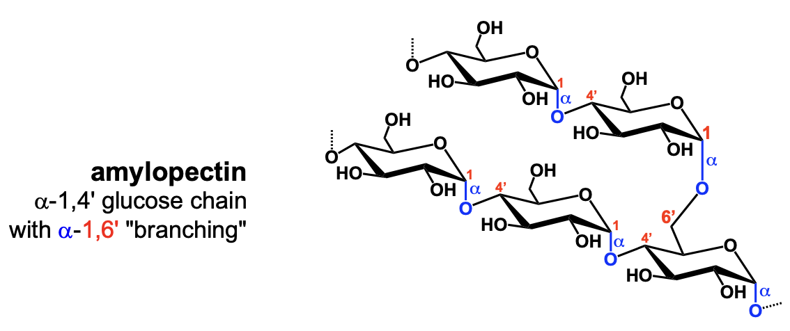 <p>amylopectin</p>