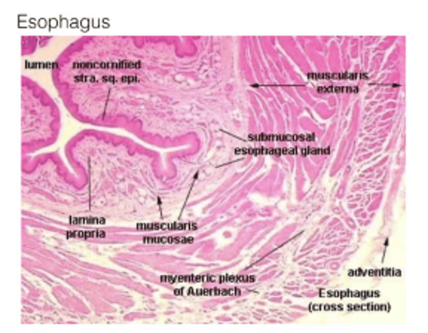 <p>Its own neural plexus</p><p>A neural plexus is a network of interconnected nerve fibers (axons) and sometimes neuronal cell bodies. It’s like a web or mesh of nerves that work together to coordinate signals to and from organs.</p>
