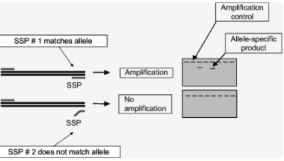 <ul><li><p>In regular PCR, the primer can still bind to the template even if there are some mismatches</p></li><li><p>However, the primer MUST be complementary at the 3' end for annealing to occur</p></li><li><p><u>Can use to ID single base changes in DNA</u></p></li><li><p>Make primer that is complementary to mutant sequence at 3' end</p><ul><li><p>Normal sequence = no amplification</p></li><li><p>Mutant sequence = yes amplification</p><ul><li><p>Can detect mutant sequences; can go the other way too</p></li></ul></li></ul></li></ul><p></p>