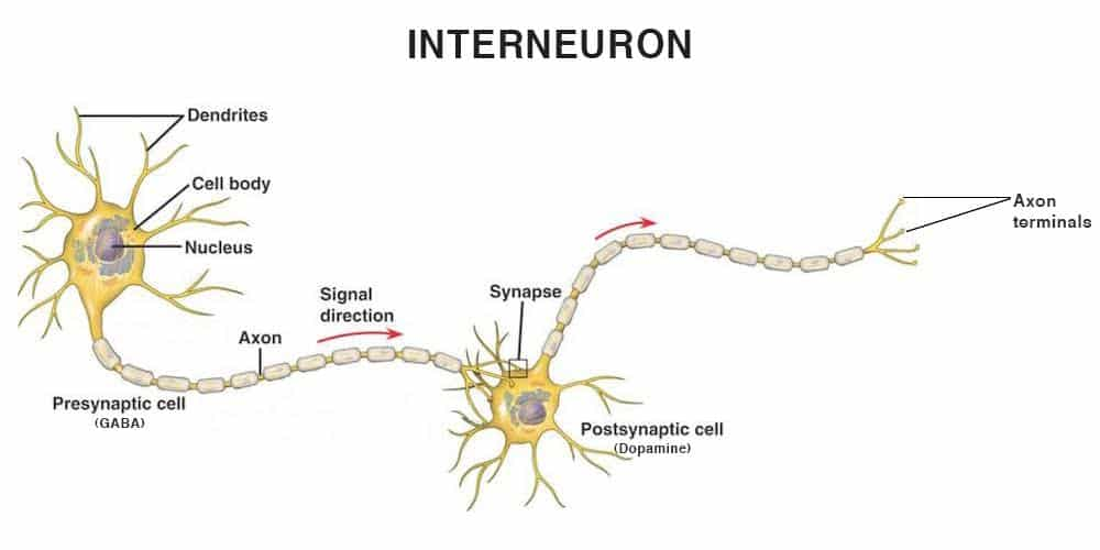 <p>Interneurons</p>