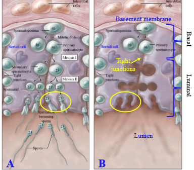 <p>Tight junctions between sertoli cells open up to permit primary spermatocytes to move</p>