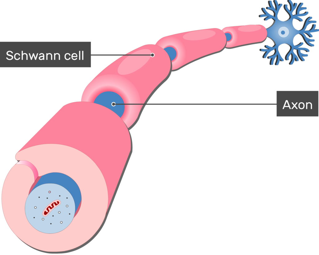 <p>A glial cell that produces myelin in the PNS</p><ul><li><p>Commonly found in areas with long axons </p></li></ul><p></p>