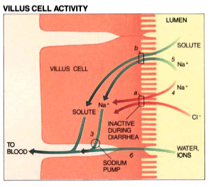 Villus Cell Activity