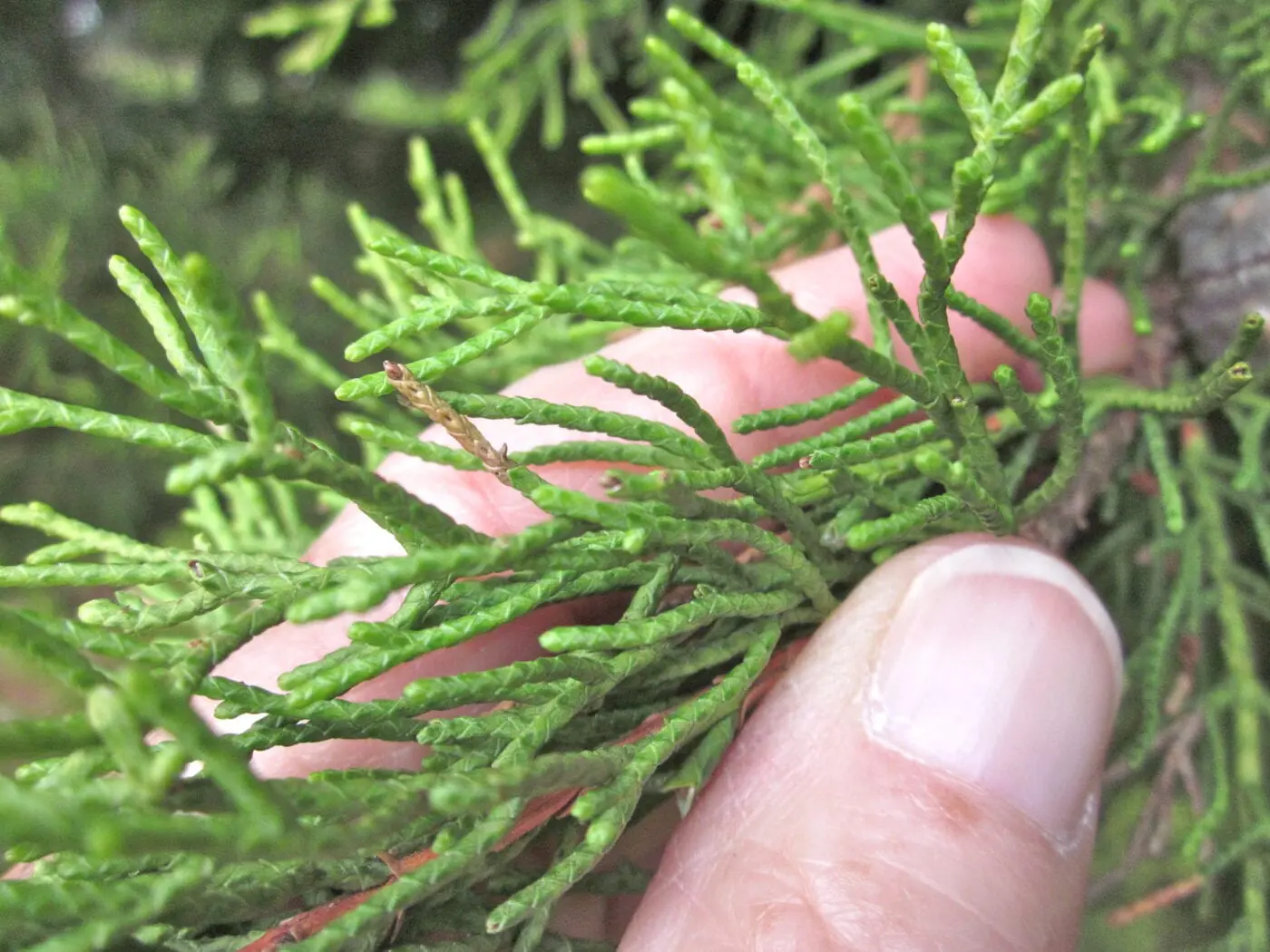 <p>Needles are 4-6 inches in <strong>length</strong> and shiny green, twisted, but flimsy and skinny</p>