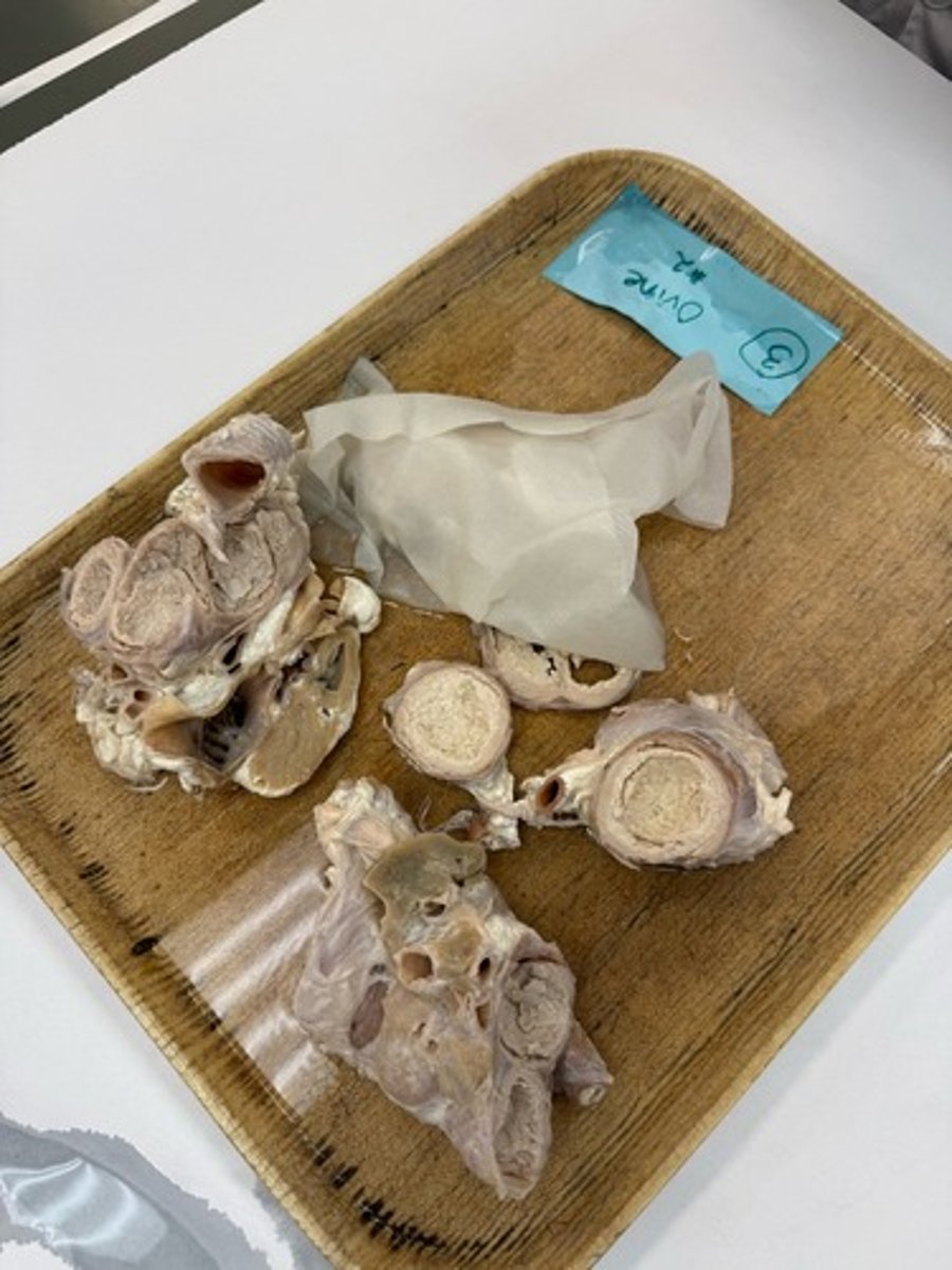 <p>Provide morphological diagnosis</p>