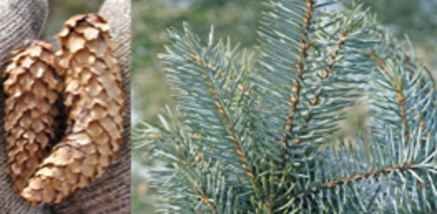 <p>Picea pungens, Pinaceae<br><br>-super limited range in 4 corner states<br>-spine like needles, on sterigma, distinct cone with soft/flat cone pieces</p>