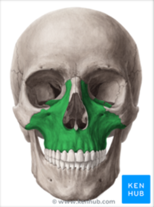 <p>Form the anterior 2/3 of the hard palate<br><u>Nasal cavity</u></p>