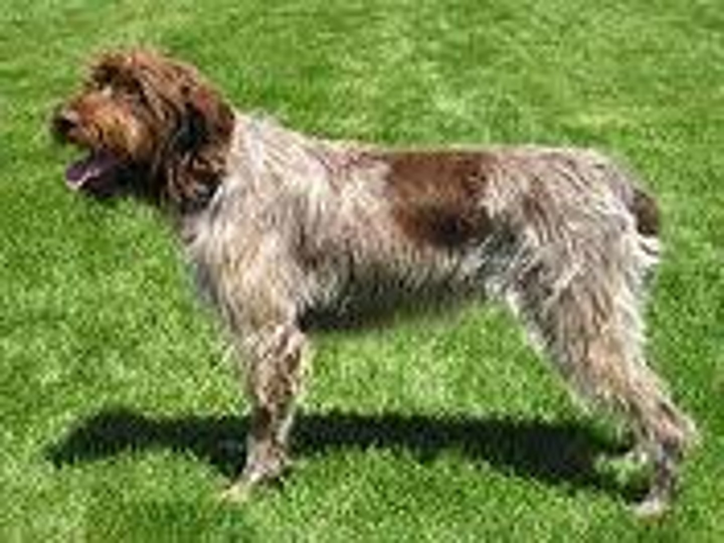 <p>Sporting Group</p><p>Docked tail (1/3). Wire coat. Eyebrows and whiskers. Chestnut and gray. Looks untidy.</p>
