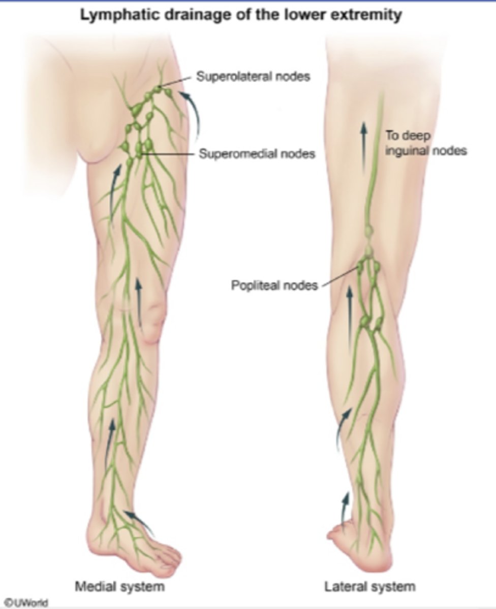 <p>Lateral leg</p><p>- follows small saphenous vein</p><p>- drain into popliteal lymphatics, up to deep inguinal lymph nodes</p><p>Medial leg, thigh group</p><p>- follows great saphenous vein</p><p>- drains into superficial subinguinal nodes inferior to saphenous opening, through saphenous opening into deep inguinal lymph nodes</p><p>Pelvis, perineum</p><p>- drain into superficial inguinal nodes superior to saphenous opening, through saphenous opening into deep inguinal lymph nodes</p>