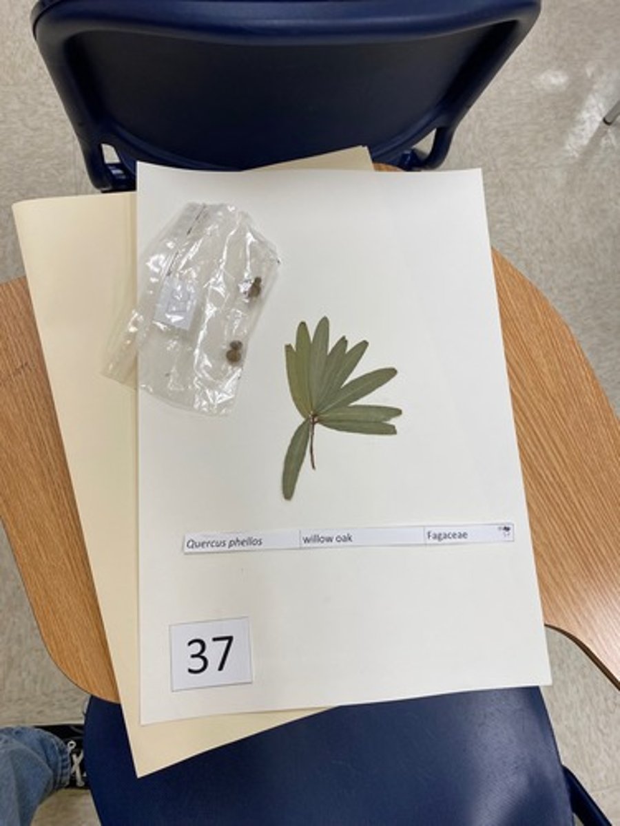 <p>Quercus phellos (Fagaceae)</p>