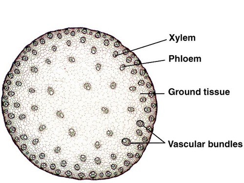Epidermis: the outer layer of the stem
sclerenchyma cells: beneath the epidermis are thick walled cells that provide support for the stem.
Vascular bundles: are scattered throughout the monocot stem and contain xylem and phloem within the bundle.
xylem : translocation of food, water, and minerals through the stem to the upper parts of the plants.
supportive sclerenchyma cells:outline the vascular bundles and no vascular cambium is present.
phloem: provides a passageway for the transport of nutrients produced during photosynthesis to the rest of the plant.
parenchyma cells: the soft inner portion of the stem is composed of thin wall