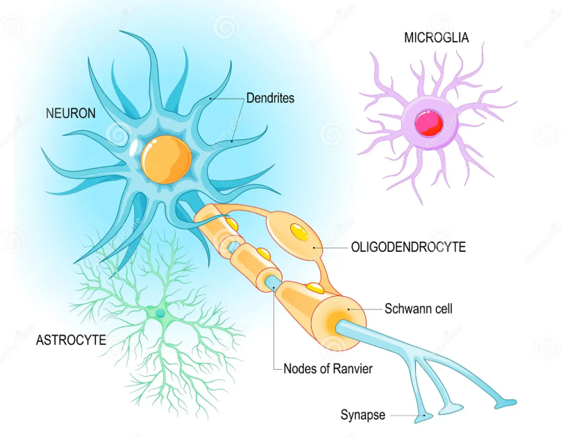 <p><span><span>The nervous system contains specialized communicating nerve cells called </span><u><span>neurons</span></u><span> and supporting cells, </span><u><span>neuroglia</span></u><span>.</span></span></p>