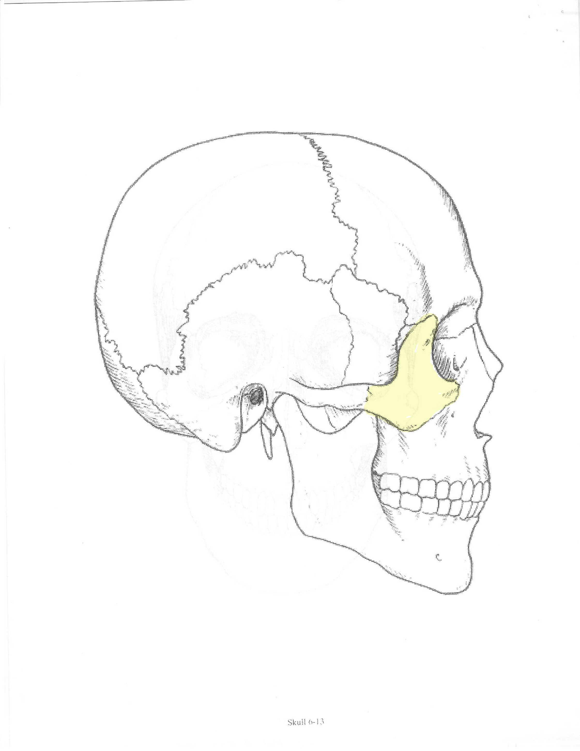 <p>ID bone</p>