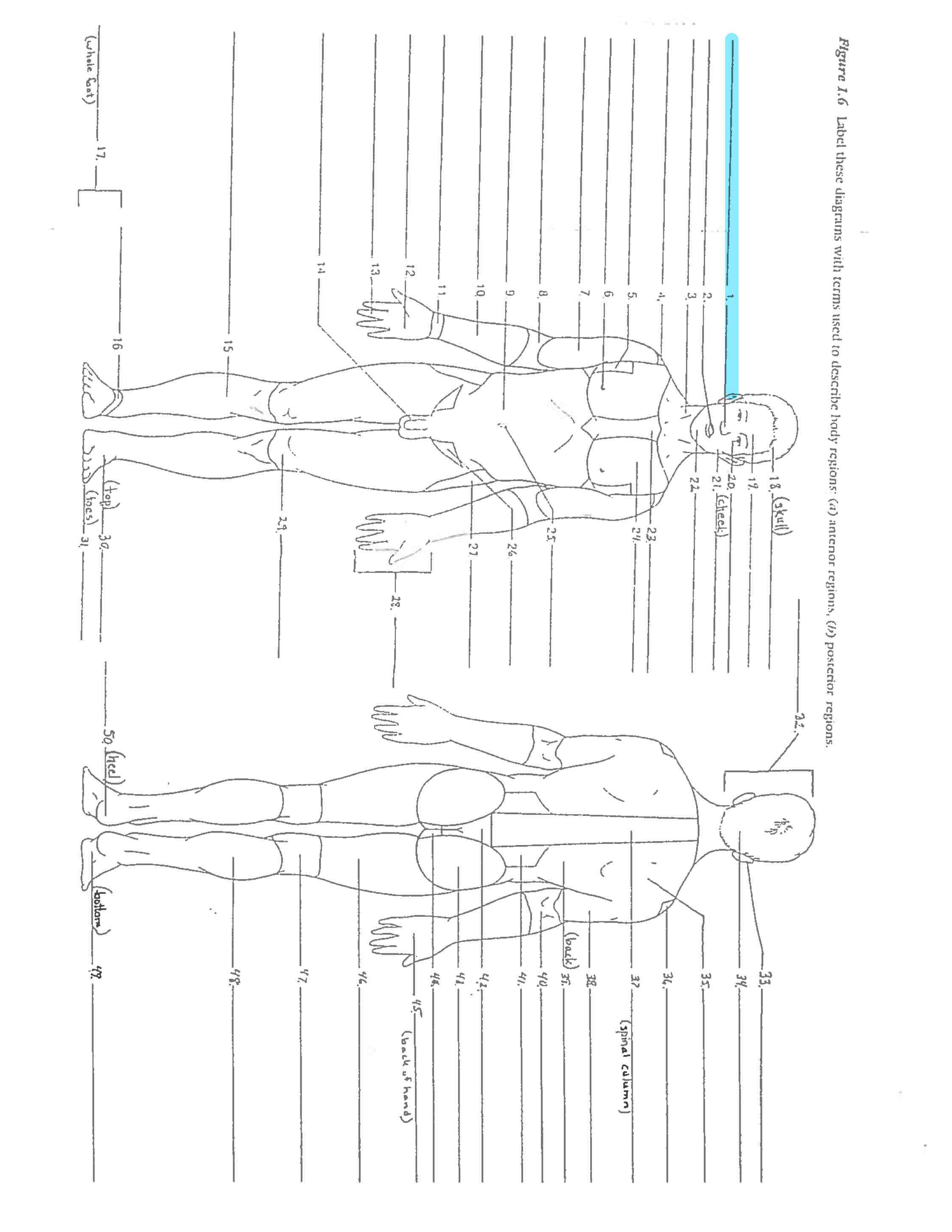 <p>Line I</p>