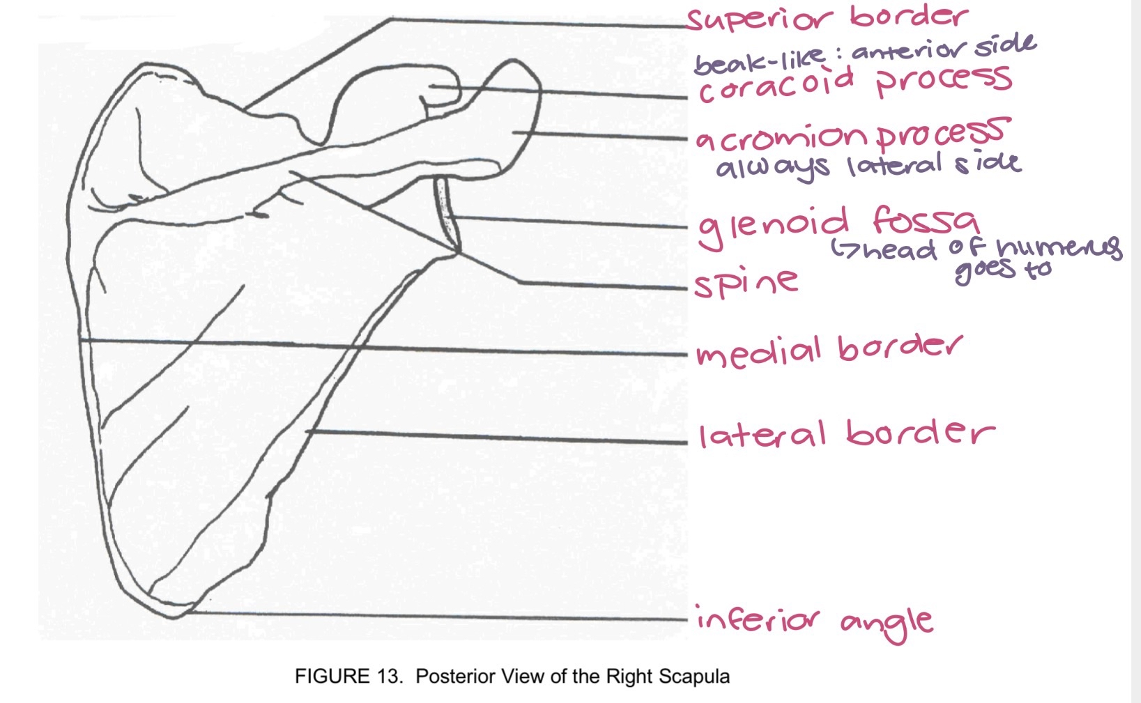 <p>scapula</p>