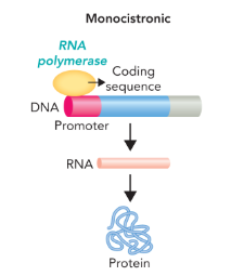 <p>a gene that contains a promoter region followed by a single protein coding sequence </p>