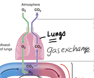 <p>D. Partial pressure gradients</p>