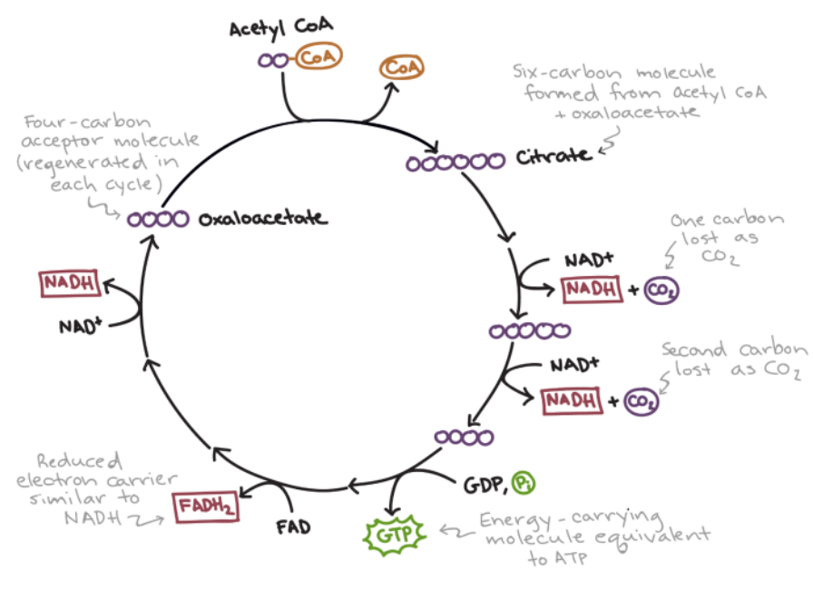 <ul><li><p class="has-focus">every step includes an enzyme catalyzed reaction that forms a new molecule</p></li><li><p class="has-focus">enrgy released from ^ reaction used to reduce NAD<sup>+</sup> to NADH </p></li><li><p class="has-focus">2 carbons acetyl coA bond with oxaloacetate form citrate (6 carbon)</p></li><li><p class="has-focus">citrate loses carbon and produces CO<sub>2</sub> + NADH, forms 5 carbon molecule</p></li><li><p class="has-focus">loses another carbon, prodces CO<sub>2</sub> and NADH, forms 4 carbon molecules</p></li><li><p class="has-focus">GDP, similar to adp, forms gtp, = to atp</p></li><li><p class="has-focus">FAD reduced to FADH<sub>2</sub>, electron carrier similar to NADH</p></li><li><p class="has-focus">NAD+ reduced to NADH</p></li><li><p class="has-focus">forms oxaloacetate, 4 carbon molecule </p></li><li><p class="has-focus">acety coA completly changed to CO<sub>2</sub> and H<sub>2</sub>O </p></li></ul><p></p>