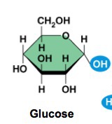 <p>The monomers or building blocks of carbohydrates</p>