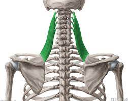 Dorsal Scapular Nerve (C5) 

C3-C4 spinal nerves 
