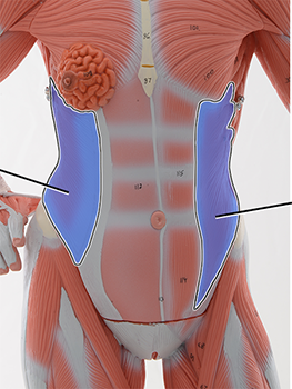 <p>External oblique ; Contralateral rotation and flexion of trunk</p>