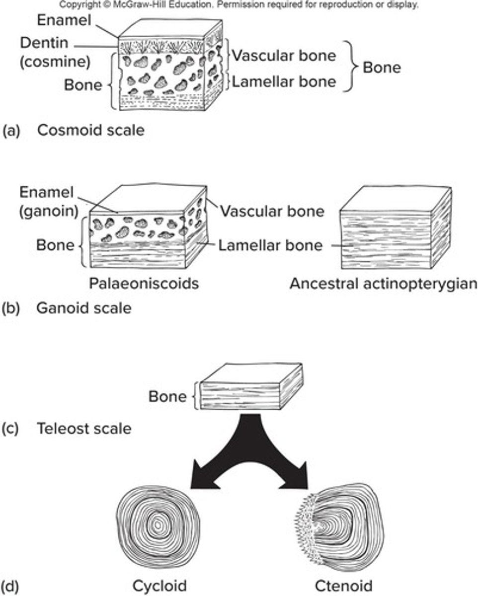 <p>Scales made from enamel, dentin, and bone found in some fish.</p>