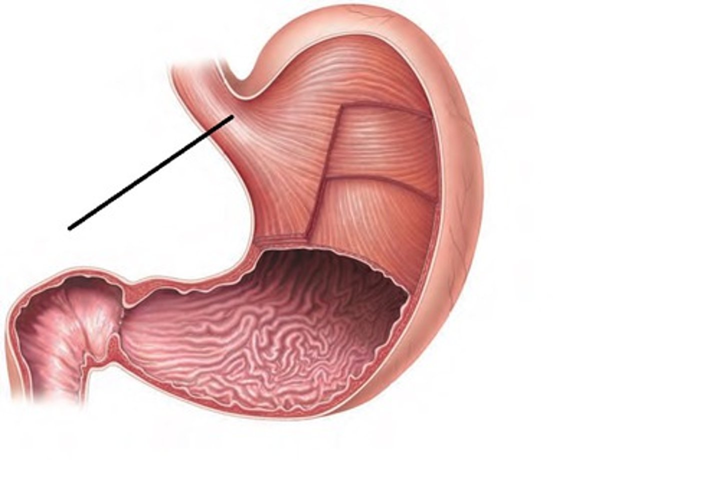 <p>Location of stomach</p>