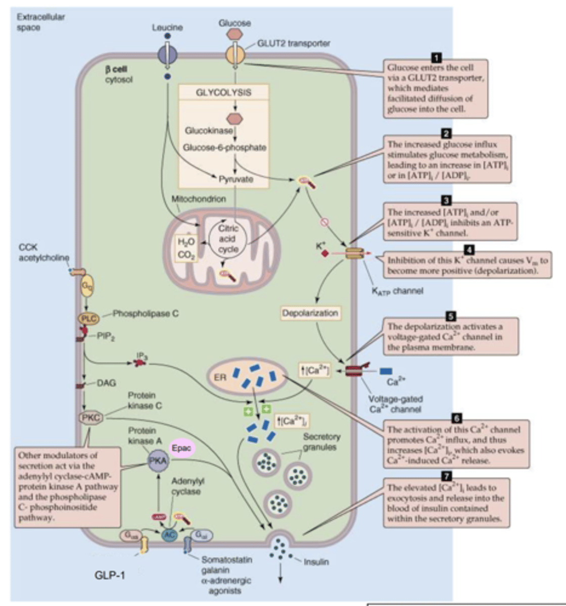 <p>- Aerobic respiration of glucose takes place producing ATP.</p><p>- ATP can then close K+ channels by binding to them which prevents them from leaving the cell</p><p>- This depolarises the inside of the cell which causes voltage gated Ca2+ channels to open allowing CA2+ into the β-cell.</p><p>- Depolarisation also causes release of Ca2+ from ER.</p><p>- The increase in Ca2+ in the β-cell causes vesicles containing insulin to be secreted vis exocytosis.</p>