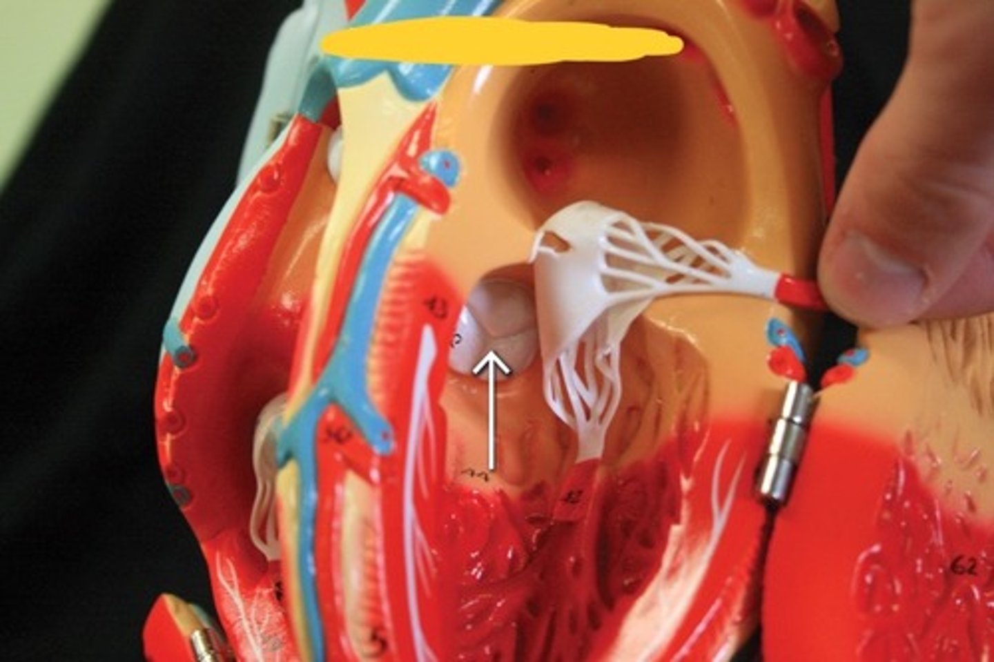 <p>valve between left ventricle and aorta</p>